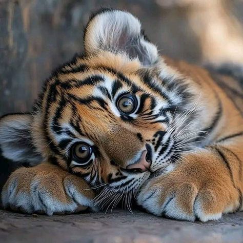 Cute Tiger Cubs, Tiger Cubs, Cutee Animals, Cat Hug, Tiger Pictures, Big Cats Art, Animated Animals, Cute Tigers, Wildlife Paintings