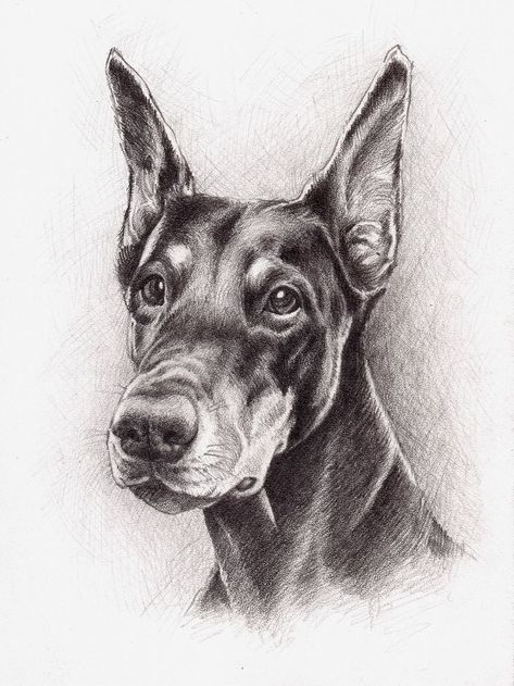 Doberman pencil art Drawings Of Dobermans, Doberman Art Drawing, Doberman Drawing Sketch, Doberman Pinscher Drawing, Doberman Sketch, Dobby Drawing, Doberman Drawing, Labradoodle Drawing, Eminem Drawing