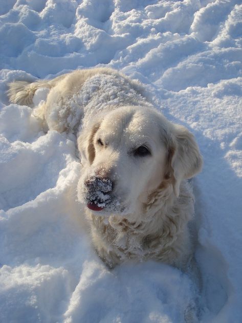 Golden Retriever Snow, German Shepherd White, Dogs Samoyed, White Shepherd Dog, Husky White, Dogs In Snow, Dog In The Snow, White Dog Breeds, Dog In Snow