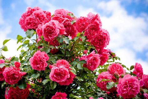 How to Deadhead Roses So They Bloom All Season Long Epsom Salt For Roses, Deadheading Roses, Wedding Party Planning, Areas Verdes, Container Gardening Flowers, Planting Roses, Rose Bush, Beltane, Holiday Planning