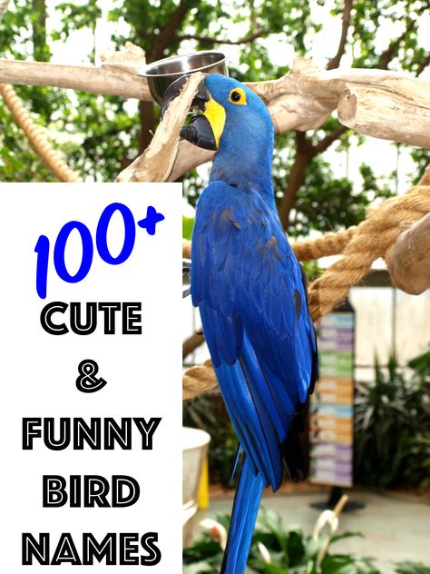 100+ Cute and Funny Bird Names (From Mr. Beaks to Whistler) Budgie Names, Birds Name List, Parakeet Names, Baby Parakeets, Bird Names, Cute Pet Names, List Of Names, Pet Bird Cage, Types Of Birds