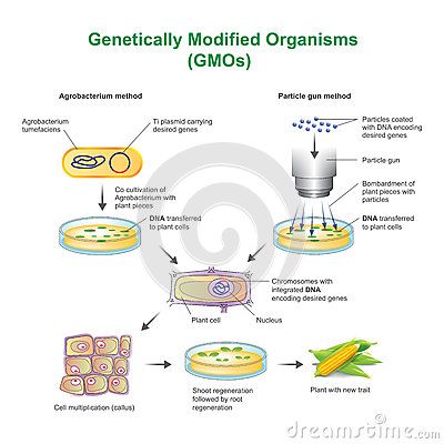 A genetically modified organism GMO is an organism or microorganism whose genetic material has been altered to contain a segment of DNA from another organism. Basic Biology, Microbiology Study, Cells Worksheet, Plant Cells, Genetically Modified Organisms, Genetically Modified Food, Food Technology, Genetic Engineering, Plant Cell