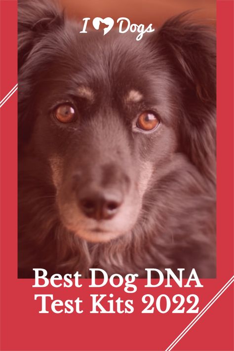 Here are the best dog DNA tests on the market with all the information you need to make a purchase and learn more about your dog. Dog Dna Test, Cute Corgi Puppy, Rare Dog Breeds, Dna Results, Rare Dogs, What Kind Of Dog, Corgi Puppy, Cute Corgi, Dog Parents