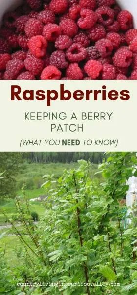 Edible Perennials, Grow Raspberries, Raspberry Patch, Growing Strawberries In Containers, Plantarea Legumelor, Strawberries In Containers, Raspberry Bush, Growing Raspberries, Raspberry Plants