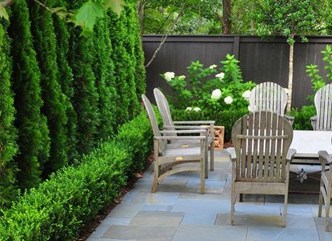 Planting for Privacy | Grow Beautifully Boxwood Landscaping, Courtyard Ideas, Small Courtyard, Privacy Plants, Small Courtyard Gardens, Privacy Landscaping, Courtyard Gardens Design, Courtyard Design, Backyard Privacy