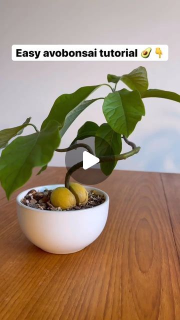 plantifyyy on Instagram: "Unlock the magic of #AvocadoBonsai in just a few steps! 🥑🍃 Dive in and give it a try. #AvocadoPlant #BonsaiCraft

Utilizing anodized aluminum bonsai wire, approximately 1.5mm thick, for optimal shaping.

After approximately 2 weeks, gently remove the wire for best results.

While not adhering strictly to traditional bonsai principles, this method exudes bonsai charm and simplicity.

Questions? Drop them below, I'm here to help! 💚
Follow for more such videos @justplantaesthetics
.
.
🌿 And don't miss out on the plant-filled paradise over at @plantifyyy for top-notch plant content!

#AvocadoBonsai
#BonsaiCraft
#AvocadoPlant
#DIYBonsai
#IndoorBonsai
#PlantCrafting
#GreenThumb
#UrbanGardening
#HomeGarden
#PlantLover
#BonsaiArt
#CreativeGardening
#PlantCraft
#Garden Bonsai Making, Bonsai Wire, Avocado Plant, Plant Crafts, Indoor Bonsai, Bonsai Art, Plants Decor, Bonsai Plants, Creative Gardening