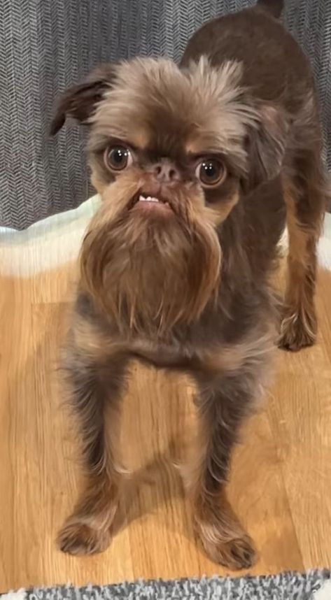 Angry Puppy, Ugly Animals, Funny Dog Faces, Angry Dog, Ugly Dogs, Ugly Cat, Cute Dogs Images, Pictures Of Animals, Very Cute Puppies