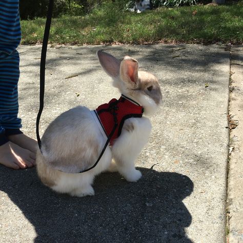 Bunny leash Bunny Leash, Pet Bunny, Bunny Rabbit, Rabbits, Cute Animals, Pet, Health, Dogs, Animals