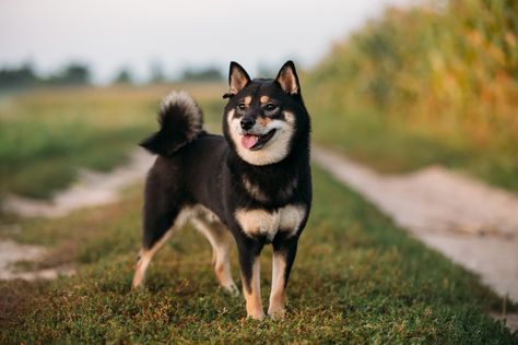 Shiba Inu Colors, Japanese Dogs, Akita Inu, Shiba Inu Puppy, Shiba Inu Dog, Popular Dog Breeds, Calm Dogs, Companion Dog, Wild Dogs