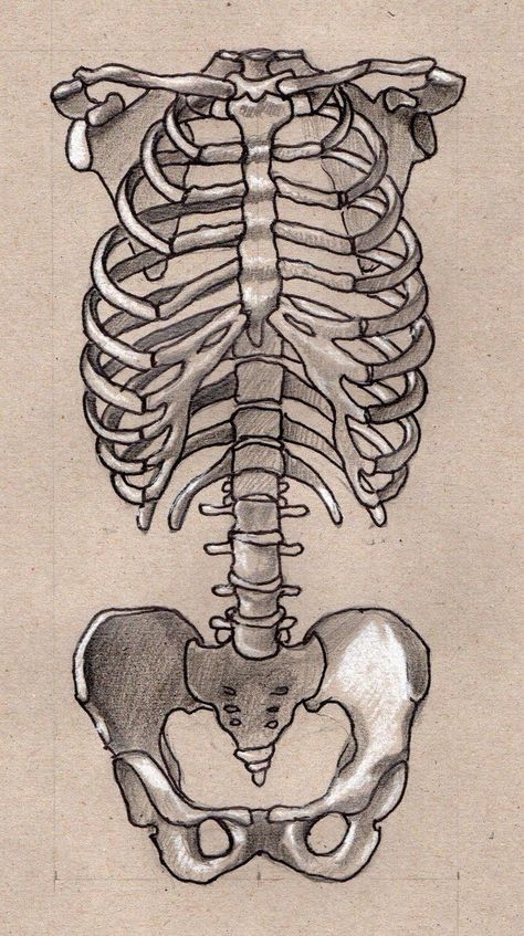 Ribs And Heart Drawing, Ribcage Sketch, Skeleton Drawing Reference, Gothic Sketchbook, Skeleton Art Drawing, Spine Drawing, Anatomy Diagrams, Anatomical Drawings, Medical Drawings