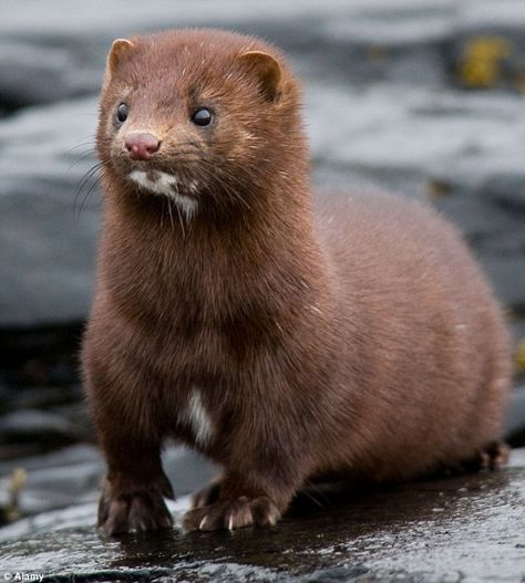 Mink Animal, Live Animals, Celebrity Trends, Amazing Animals, Mink Eyelashes, Animal Planet, An Animal, Ferret, Art Plastique