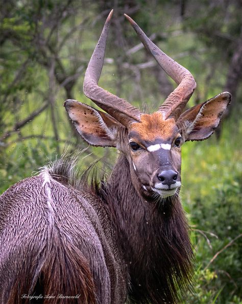 Nyala by AJ Barneveld / 500px Tiefling Horns, African Animals Photography, Animals With Horns, African Antelope, Elephant Game, Save Wildlife, Wild Animals Pictures, Majestic Animals, Game Reserve