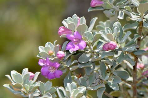 The Texas sage tree, really more of a woody shrub, flowers profusely and responds well to pruning, all combined with ease of care. Learn how to grow Texas sage and where and how to use it in the landscape using the information found in the following article. Sage Plants, Sage Bush, Texas Sage, Licorice Plant, Texas Landscaping, Japanese Painted Fern, Silver Plant, Sage Plant, Classic Garden