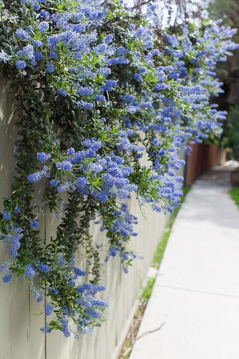 Tour California's Most Beautiful Native Gardens | The Horticult California Front Yard Landscaping Ideas, California Garden Design, California Native Landscape, California Landscaping, Native Plant Landscape, California Lilac, California Native Garden, Water Wise Landscaping, California Backyard