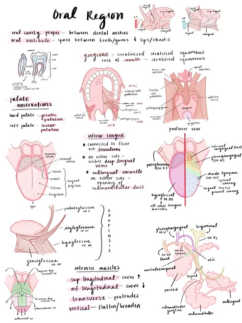 Mouth Anatomy Medical, Dentist Study Notes, Dental Hygiene Clinical Notes, Dental Assistant X Ray Study, Dental Hygiene Study Notes, Dental Notes Aesthetic, Orthodontic Assistant Aesthetic, Dentistry Student Notes, Dentistry Notes Aesthetic