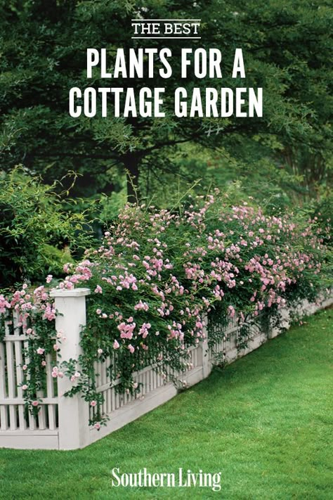 Because of their casual-yet-cared-for style, cottage gardens are pretty easy to pull off. For a lush garden that looks like it belongs in the English countryside, pack a plethora of vibrant flowers into beds and borders. Click here for 13 of the best plants for a charming cottage garden. #cottagegarden #lowmaintenancegarden #outdoorflowers #gardendesign #southernliving English Cottage Garden Pathways, English Cottage Style Landscaping, Ideas For Garden Fences, Cottage Garden Entryway, Texas English Garden, Cottage Style Planters, Cottage Style Front Garden, Southern Yard Landscaping, Cottage Garden Structures