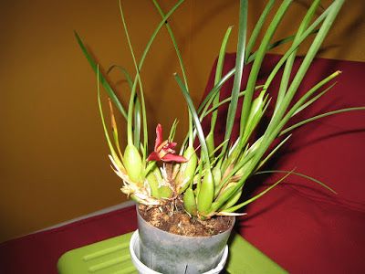 Maxillaria tenuifolia care and culture Maxillaria Tenuifolia, Tropical Forests, Wood Charcoal, Garden Hacks, Tree Fern, Tropical Forest, Indoor Gardening, Green Life, Sea Level