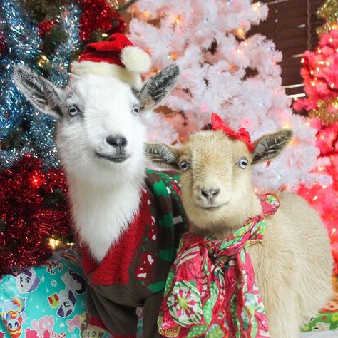 Fall Sleepover, Goat Life, Christmas Goats, Goat Picture, Christmas Goat, Goat Christmas, Christmas Parade, Mountain Goat, Christmas Costumes