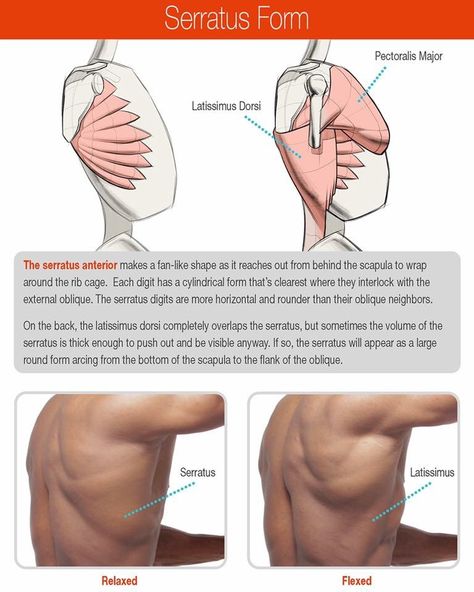 Back Anatomy, 남성 근육, Human Muscle Anatomy, Human Anatomy Reference, Anatomy Practice, Body Study, Latissimus Dorsi, Human Body Anatomy, Anatomy Tutorial