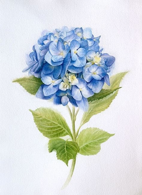 Hydrangea Tattoos, Hydrangea Watercolor Painting, Hydrangea Tattoo, Hydrangea Watercolor, Paw Print Art, Loose Watercolor Paintings, Hydrangeas Art, Watercolor Hydrangea, Hydrangea Painting