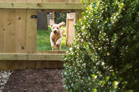 A neighborly fence, indeed. For more of this garden, see Before & After: A Garden Makeover in Michigan for Editor Michelle Adams. Photograph by Marta Xochilt Perez. Dog Door In Fence, Chook House, Door Fence, Dogs Bed, Flower Bed Edging, Landscaping Around Trees, Gravel Patio, Scary Animals, Backyard Landscape