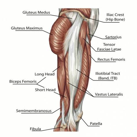 gluteus maximus, gluteus medius, gluteus minimus, glute muscles, glute anatomy, glute exercises Leg Muscles Diagram, Fitness Recovery, Improve Running, Muscle Diagram, Iliotibial Band, Fascia Lata, Hip Injuries, Body Diagram, Hip Problems