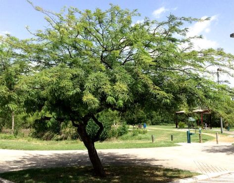 Prosopis spp. Thornless Mesquite Zone 7 H: 30ft S: 30ft Plant Reference, Mesquite Tree, Desert Willow, Lawn Irrigation, Zone 7, Plant Identification, Grandmas House, Shade Plants, Types Of Soil