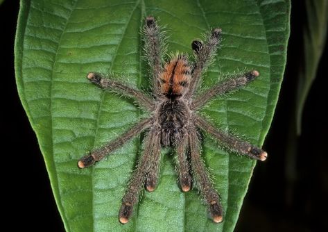 Pink Toe Tarantula Care Sheet & Species Guide – More Reptiles Pink Toe Tarantula, Bug Box, Species Guide, Pink Toes, Arachnids, Fake Plants, Pink Ties, Spiders, Reptiles