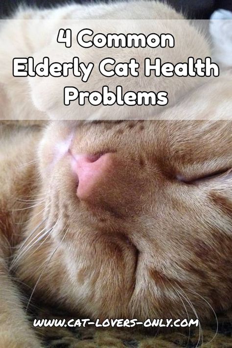 The Big 4, Senior Cat Care, Cat Diseases, Cat Health Problems, Sick Cat, Cat Health Care, Cat Care Tips, Senior Cat, Cat Behavior