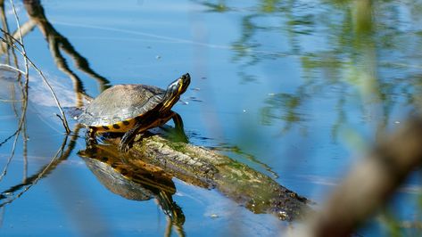 Yellow Cheek Turtle Lake, #Cheek, #Turtle, #Lake, #Yellow Turtle Lake, Turtle Pond, Forest Ecosystem, Turtle Swimming, Business Icons, Landscape Scenery, Business Icons Design, Public Domain Images, Drawing Tutorials