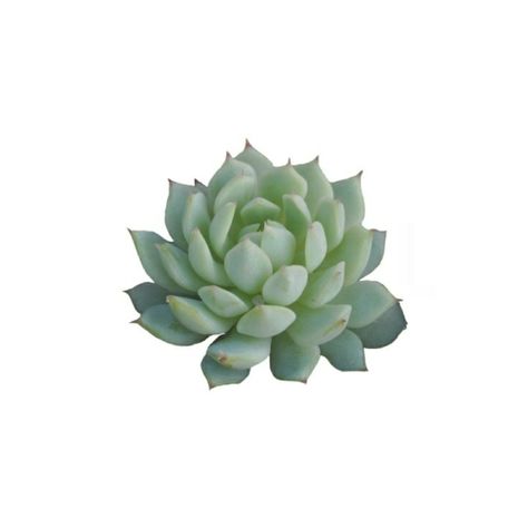 Succulent Icon, Green Pngs Aesthetic, Moodboard Fillers, Green Pngs, Niche Png, Plants Aesthetic, Moodboard Pngs, Home Plants, Plant Icon