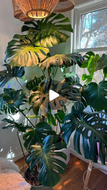 Planter Ideas Indoor, Monstera Support, Repotting House Plants, Ladder Trellis, Houseplants Low Light, Plant Care Tips, Plant Home, Plants Decor, A Ladder