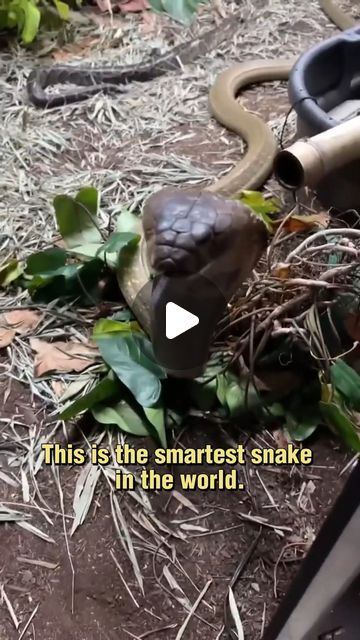 Animal Serenade on Instagram: "The King Cobra #kingcobra #snakes #reptiles" King Cobra Photography, Snake Pictures, Cape Cobra Snake, King Cobra Snake Videos, Black Mamba Snake, Cobra Snake Photography, The Cobra Snake, Poisonous Spiders, King Cobra Snake