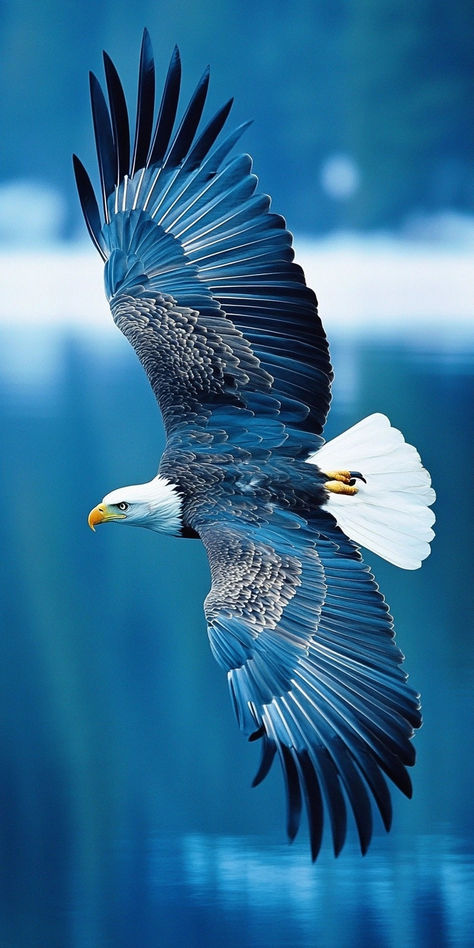 Birds Photography Nature, Wild Animal Wallpaper, Eagle Images, Eagle Wallpaper, Abstract Art Images, Pixel Art Background, Eagle Pictures, Android Wallpaper Art, Iphone Wallpaper Hd Nature