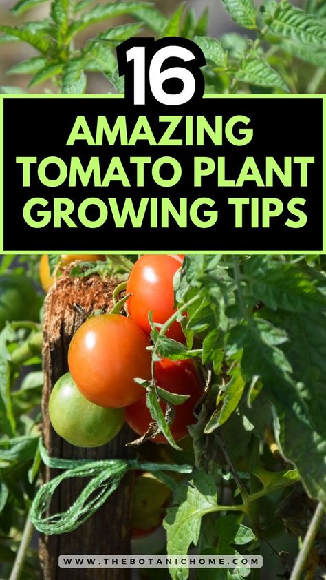 How to grow tomatoes for your best harvest yet, featuring tips for gardening tomatoes and growing roma tomatoes. Tomatoe Plants Care, Growing Tomatoes In Raised Bed, Planting Tomatoes In Garden, Tomatoes In Garden, Tomato Plants Growing Tips, Growing Roma Tomatoes, Tomato Companion Plants, Planting Tomatoes, Growing Tomato