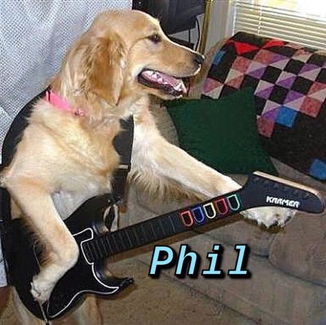 what dog you are (@whatdogyouare) • Instagram photos and videos Random Spotify Playlist Covers, Random Spotify Playlist, Dog Playing Guitar, Spotify Playlist Covers, Dog Playing, Pictures Funny, Playlist Covers, Spotify Playlist, Playing Guitar