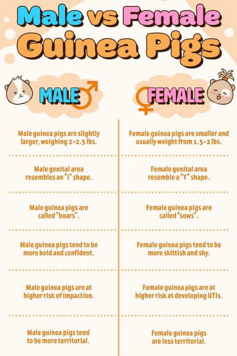 Male Vs Female Guinea Pigs  #guineapigs #guineapigcare #guineapigdiet #guinea #guineapighealth #GuineaPigNames #guineapigslife Guinea Pig Names, Pig Enclosure, Female Guinea Pigs, Guinea Pig Information, Guinea Pig Diet, Pig Facts, Guinea Pig Diy, Guinea Pig Hutch, Guinea Pigs Funny