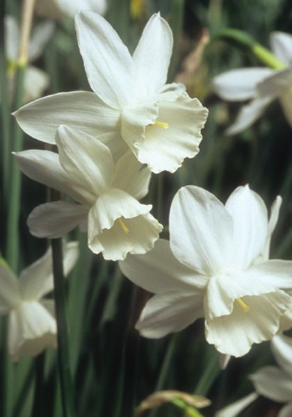 Heirloom Daffodil Bulbs Niveth, 1931 Paper White Narcissus, White Daffodil Aesthetic, White Daffodils, Daffodils White, White Lion Daffodil, Narcissus Pseudonarcissus, Apricot Whirl Daffodil, Planting Tips, Daffodil Bulbs