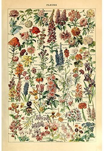 Cream Tattoo, Farmhouse Gallery Wall, Fish Gallery, Flower Identification, Botanical Collection, Tattoo Cover, Vintage Botanical Prints, Plant Identification, Images Vintage