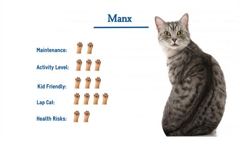 manx cat manx cat facts manx cat tattoo manx cat black manx cat orange Manxcat The Manx Cat Catherine Freese Manx cat Manx cats Manx Cat, Cat Orange, Cat Breed, Paws And Claws, Cat Parenting, Cat Black, Manx, Cat Facts, Domestic Cat