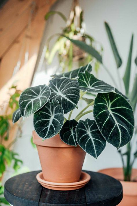 Exotic Plants Indoor, Alocasia Black Velvet, Unusual House, Alocasia Plant, Plant Goals, 2 House, Best Indoor Plants, Unusual Plants, Plant Aesthetic