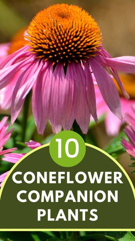 Coneflower Best Companion Plants, How To Grow Lemon, Courtyard Ideas, Planting Tips, Garden Flower Beds, Berry Bushes, Companion Plants, Best Perennials, Plants To Grow