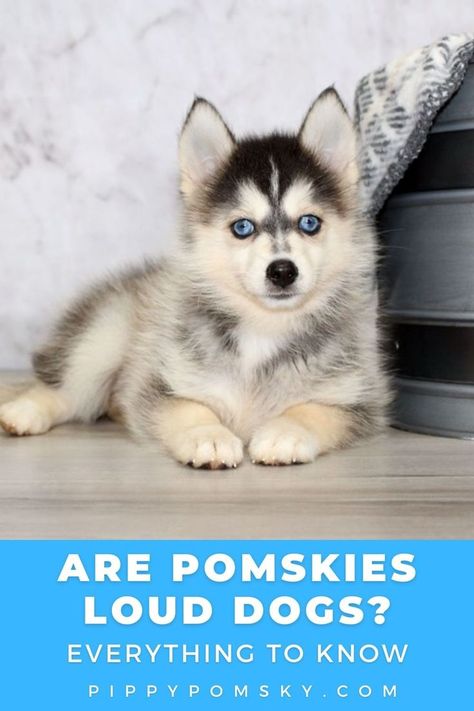 Are Pomskies Loud Dogs? Everything You Need to Know About This Loving But Vocal Breed Pomsky Puppies, Dog Personality, Dog Owners, Dog Breeds, To Learn, Need To Know, Cute Animals, Puppies, Dogs