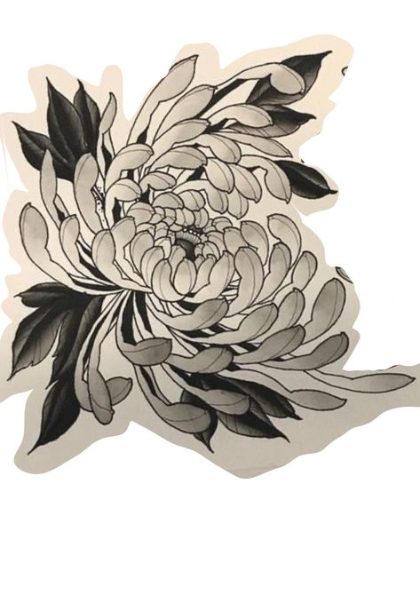 Lotus Knee Tattoo, Spider Chrysanthemum Tattoo, Crisantemo Tattoo, Spider Chrysanthemum, Japanese Flower Tattoo, Japanese Chrysanthemum, Chrysanthemum Tattoo, Tiger Tattoo Design, Painting The Roses Red