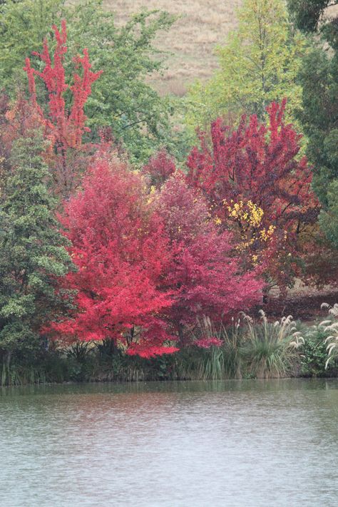 Nyssa sylvatica - slow-growing deciduous tree with a rounded pyramidal shape - ovate, glossy leaf, in spring more or less intense green, which in autumn takes on red-orange tones - dioecious plant, with inconspicuous flowers and dark blue drupes, from eastern North-America -H. 15-20 m. Nyssa Sylvatica, Planter Bags, Autumn Rain, Blue Fruits, Orange Tones, Clay Soil, Shade Trees, Top Soil, Soil Improvement