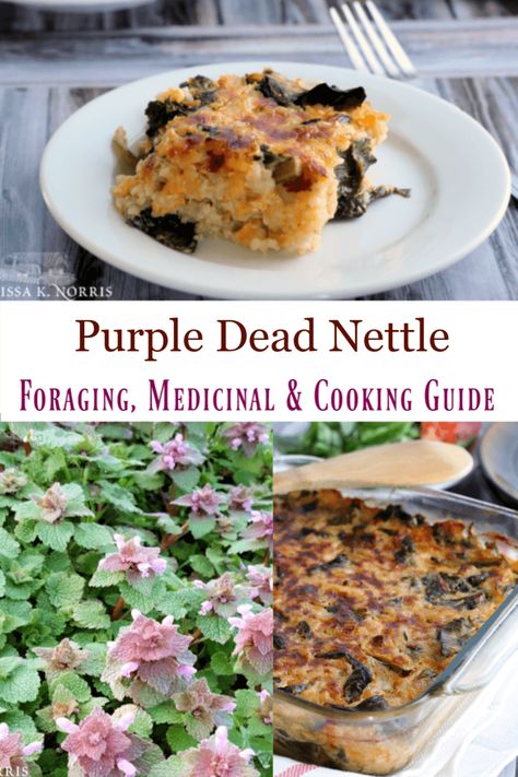 Purple Dead Nettle Recipes, Herbalism Books, Medicinal Cooking, Purple Dead Nettle, Nettle Recipes, Natural Medicine Cabinet, Wild Food Foraging, Foraging Recipes, Foraged Food