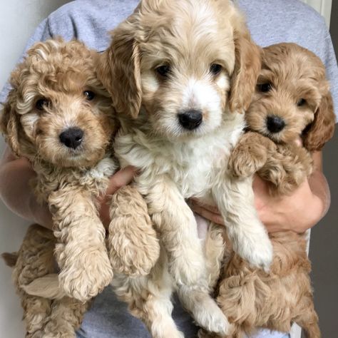 Double Doodle Puppies, Goldendoodle Miniature, Double Doodle, Goldendoodle Breeders, English Cream, Doodle Puppy, Pets 3, Goldendoodle Puppy, Doodle Dog