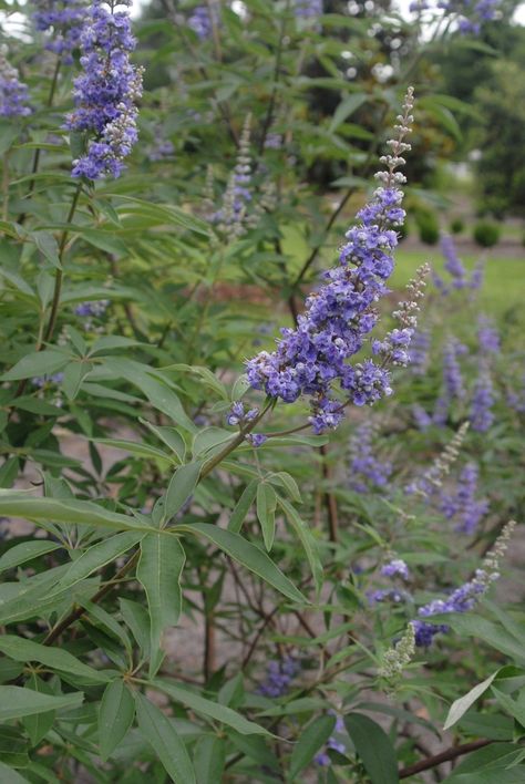 Vitex agnus-castus 'Shoal Creek' (Chasteberry 'Shoal Creek', Chaste Tree 'Shoal Creek', Hemp Tree 'Shoal Creek', Lilac Chasetree 'Shoal Creek', Monk's Pepper Tree 'Shoal Creek') | North Carolina Extension Gardener Plant Toolbox Vitex Agnus Castus, Gold Wallpaper Phone, Agnus Castus, Chaste Tree, Pepper Tree, Soil Texture, Cottage Garden Design, Foundation Planting, Leaf Coloring