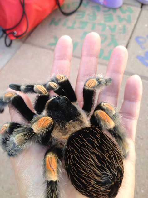 My Mexican Red Knee tarantula named Paddy. Had her since 1/5/06. She's a beauty. Pet Tarantula Cute, Mexican Tarantula, Red Knee Tarantula, Mexican Red Knee Tarantula, Tarantula Enclosure, Dangerous Spiders, Bird Eater Tarantula, Pet Tarantula, Huge Spiders