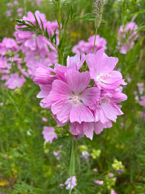 Musk Mallow Minnesota Wildflower Musk Mallow Flower, Musk Mallow, Mallow Flower, Flower Therapy, Warrior Cats, Minnesota, Wild Flowers, Plants, Flowers